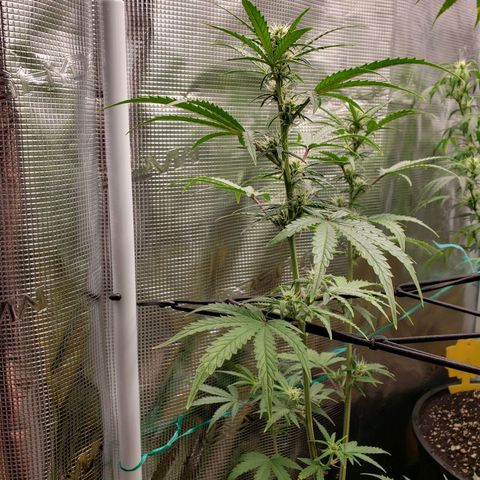 Geloctane  growlog photo: Morning 