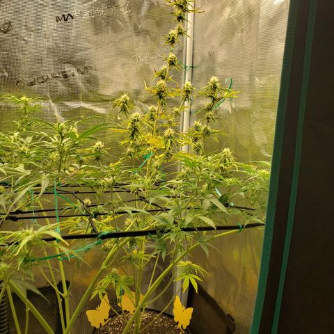 Geloctane  growlog photo: Morning 
