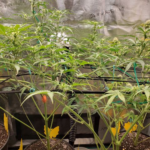 Geloctane  growlog photo: Morning 