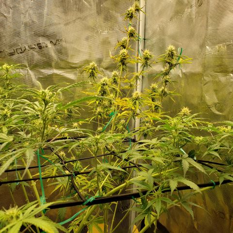 Geloctane  growlog photo: Morning 