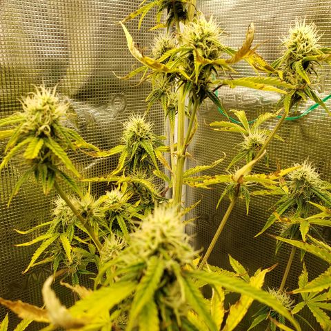 Geloctane  growlog photo: Morning 