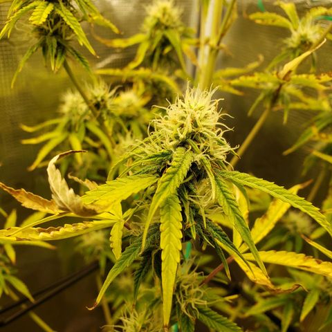 Geloctane  growlog photo: Morning 