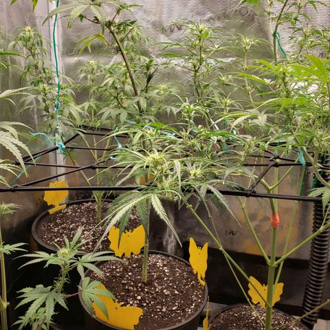 Geloctane  growlog photo: Morning 