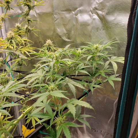 Geloctane  growlog photo: Morning 