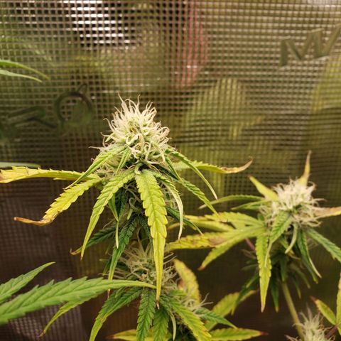 Geloctane  growlog photo: Morning 