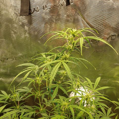 Geloctane  growlog photo: Morning 