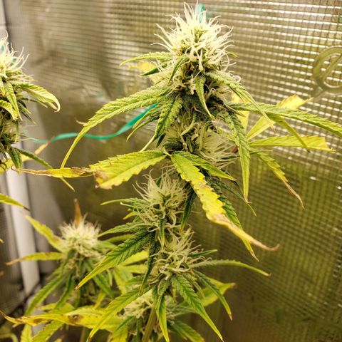 Geloctane  growlog photo: Morning 