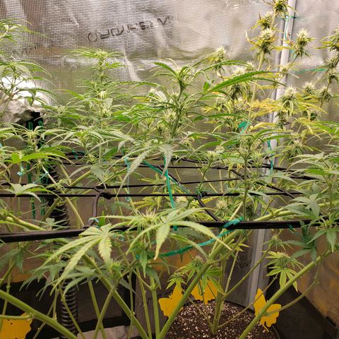 Geloctane  growlog photo: Morning 