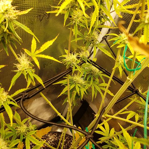 Geloctane  growlog photo: Afternoon 