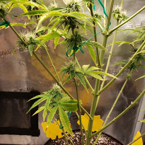 Geloctane  growlog photo: Afternoon 