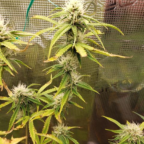 Geloctane  growlog photo: Afternoon 