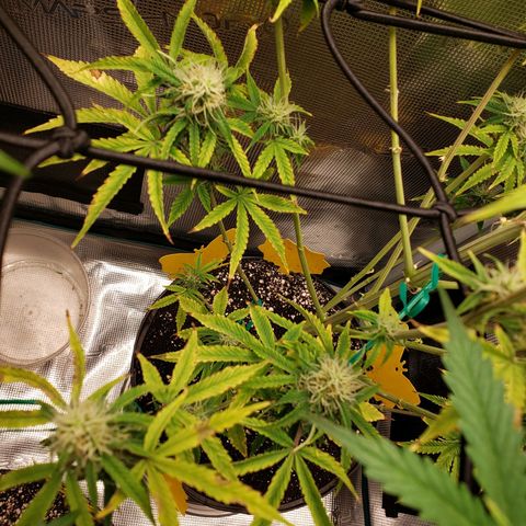 Geloctane  growlog photo: Afternoon 