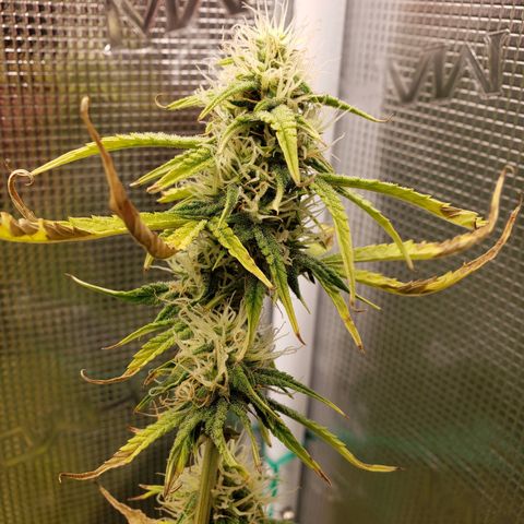 Geloctane  growlog photo: Afternoon 