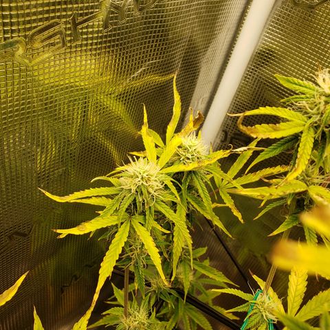 Geloctane  growlog photo: Afternoon 