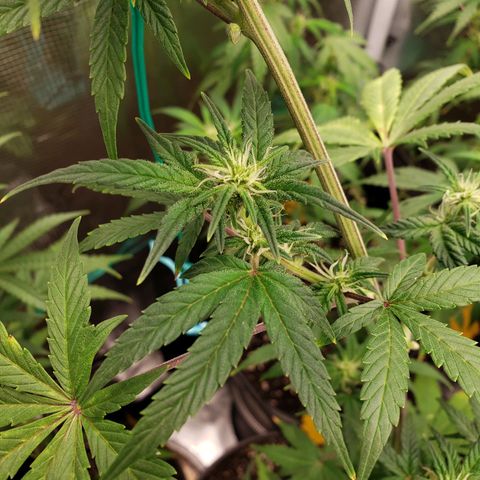 Geloctane  growlog photo: Afternoon 