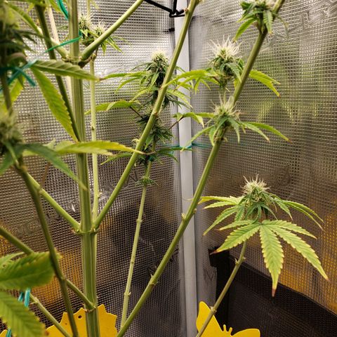 Geloctane  growlog photo: Afternoon 