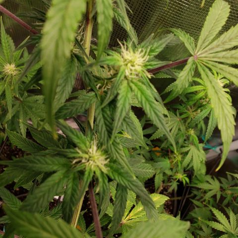 Geloctane  growlog photo: Afternoon 