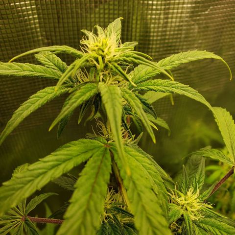 Geloctane  growlog photo: Afternoon 
