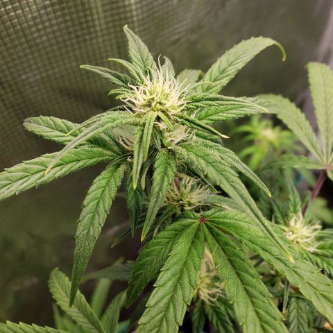 Geloctane  growlog photo: Afternoon 
