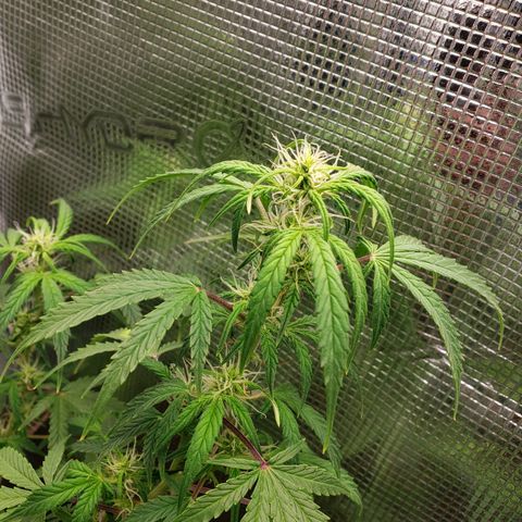 Geloctane  growlog photo: Afternoon 