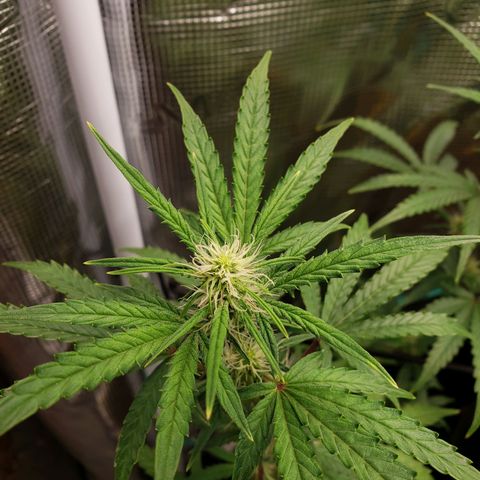 Geloctane  growlog photo: Afternoon 