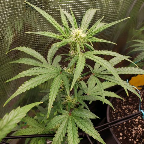 Geloctane  growlog photo: Afternoon 
