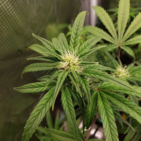 Geloctane  growlog photo: Afternoon 