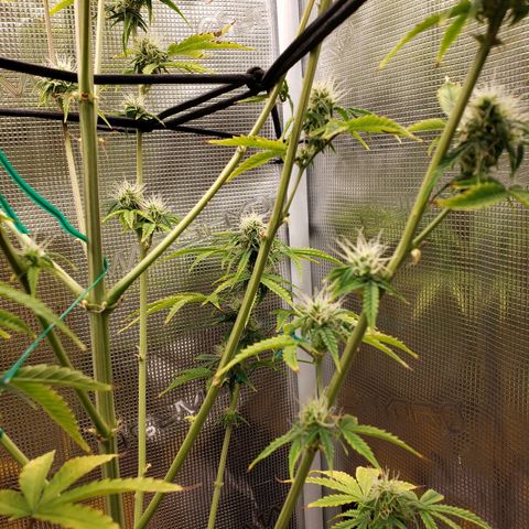 Geloctane  growlog photo: Afternoon 