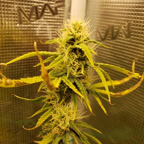 Geloctane  growlog photo: Afternoon 