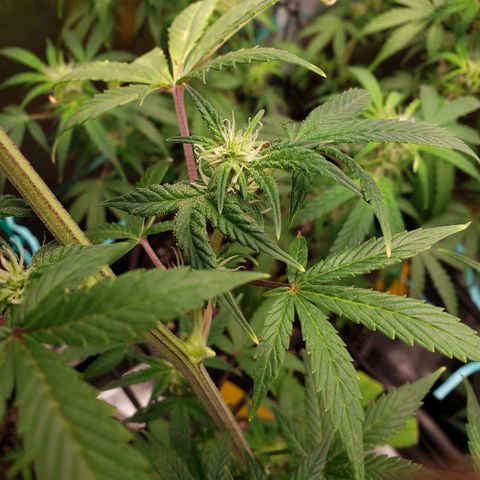 Geloctane  growlog photo: Afternoon 