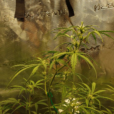 Geloctane  growlog photo: Afternoon 