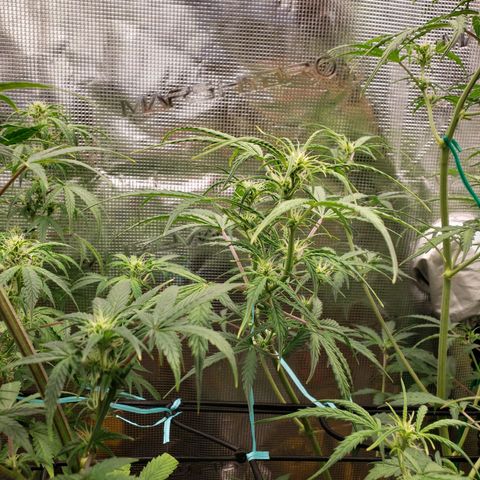 Geloctane  growlog photo: Afternoon 