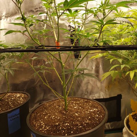 Geloctane  growlog photo: Afternoon 