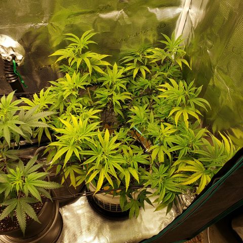 Geloctane  growlog photo: Afternoon 