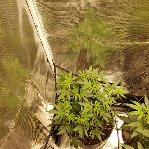 Geloctane  growlog photo: Afternoon 