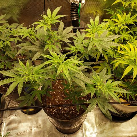 Geloctane  growlog photo: Afternoon 