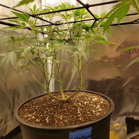 Geloctane  growlog photo: Afternoon 
