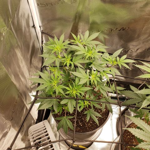 Geloctane  growlog photo: Afternoon 