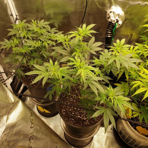 Geloctane  growlog photo: Afternoon 
