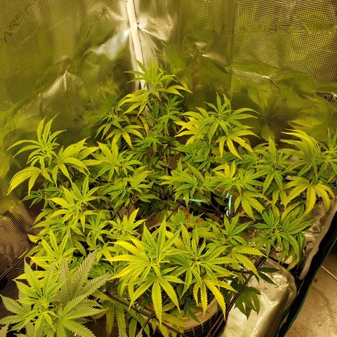 Geloctane  growlog photo: Afternoon 