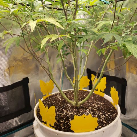 Geloctane  growlog photo: Afternoon 