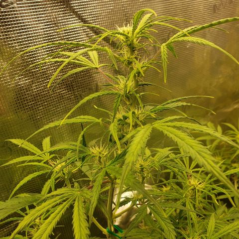 Geloctane  growlog photo: Morning 
