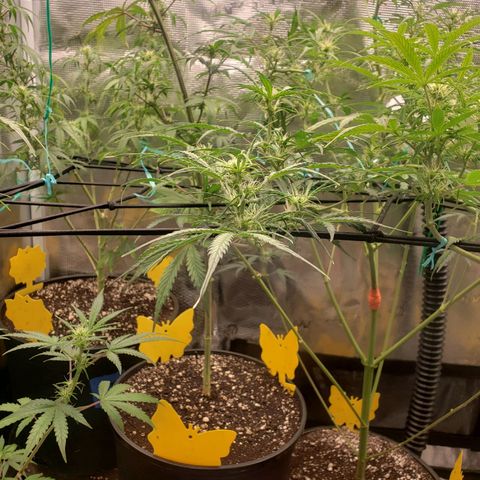 Geloctane  growlog photo: Morning 
