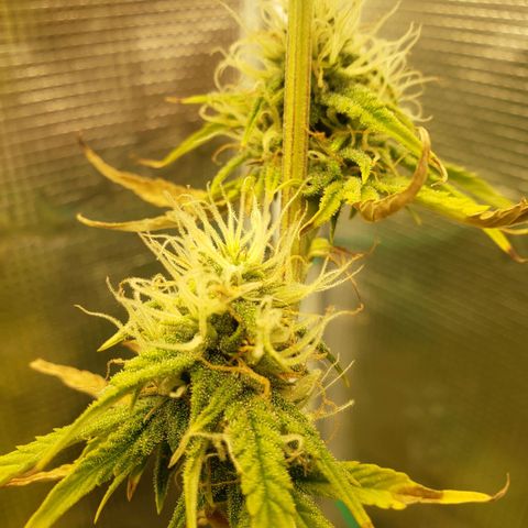 Geloctane  growlog photo: Morning 