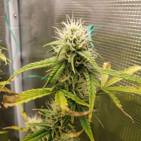 Geloctane  growlog photo: Morning 