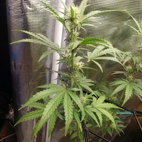 Geloctane  growlog photo: Morning 