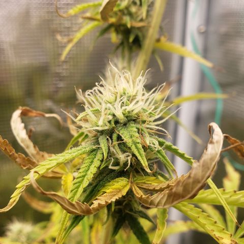 Geloctane  growlog photo: Morning 