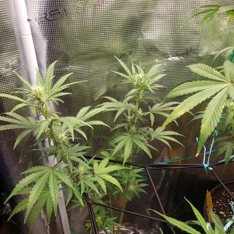 Geloctane  growlog photo: Morning 