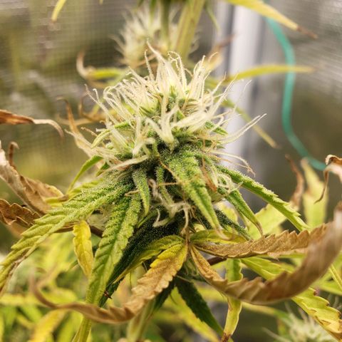 Geloctane  growlog photo: Morning 