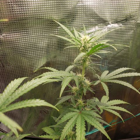 Geloctane  growlog photo: Morning 